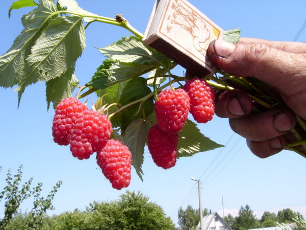 يحتوي Raspberry Brilliant على ثمار كبيرة