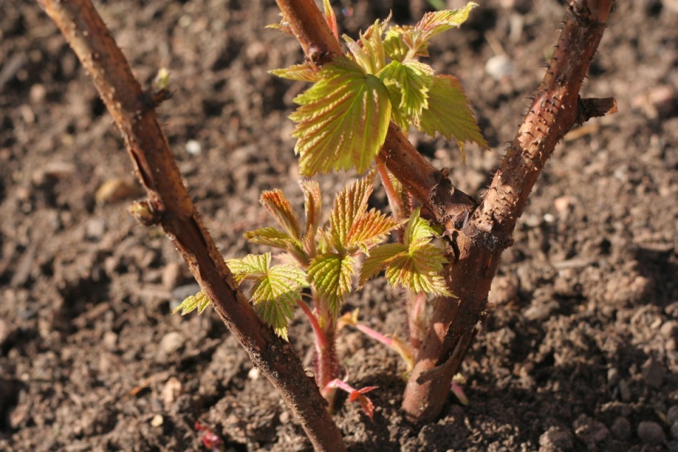 Młode pędy wiosną Raspberry Diamond