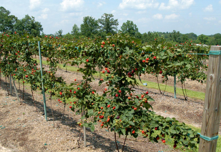 Trellis strømpebånd