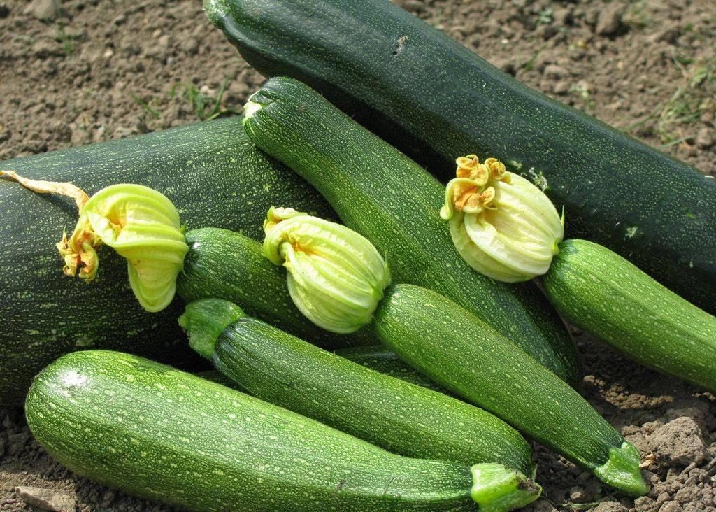 Zucchini Gribovsky