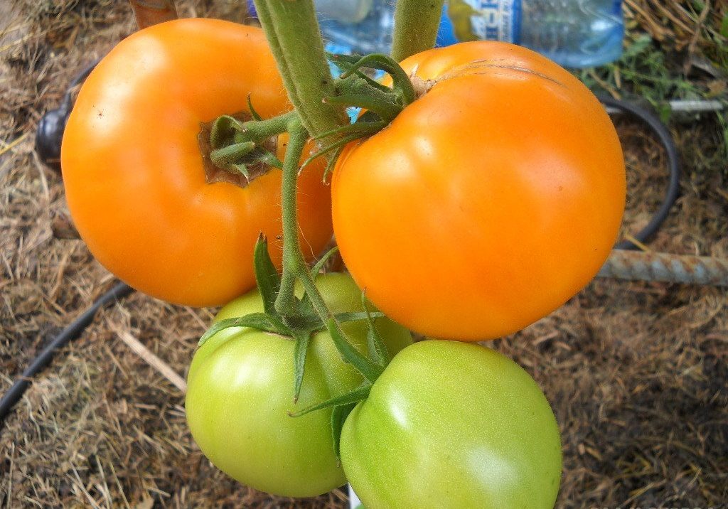 Tomatgyldne kupler i hagen